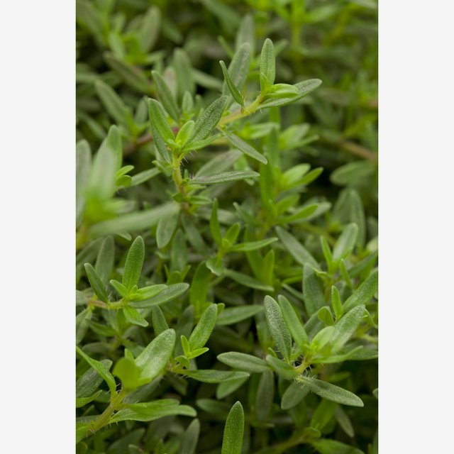Germany product data sample: Bohnenkraut, 14 cm Topf